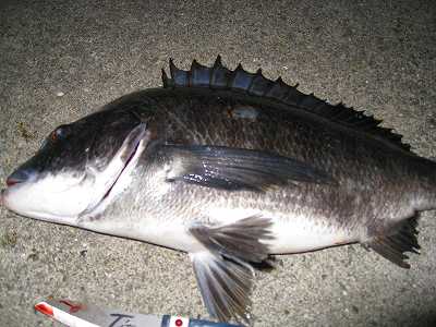 チヌ落とし込み釣りの夜釣りの方法 仕掛けやエサは何がいい ビギナー釣り Com